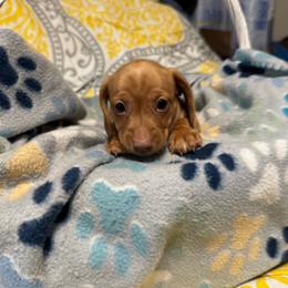 Boy 3 - Red male Dachshund puppy in Hemphill, Texas from Chapman Doxies