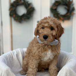 Goldendoodle puppies from Gracious Doodle Dogs