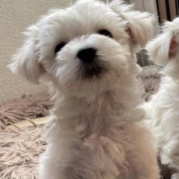 Companion Crosses, Goldendoodles, and Maltese from LD Furever Angels