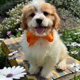 Orange Collar - male Cavapoochon puppy in Waterford, California from Windy Hill Doodles