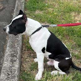 Tux - Black male American Staffordshire Terrier puppy in Roseburg, Oregon from Bold & Beautiful Amstaffs