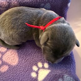 Charcoal Male- Red - Charcoal male Dilute Retriever puppy in Marion, Illinois from Summer Lovin’ Labradors of Southern Illinois