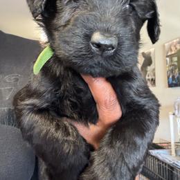 Cinco - Black male Giant Schnauzer puppy in Pearland, Texas from K & S Schnauzers