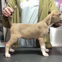 Blue Fawn Female - Blue female Mountain Cur puppy in Georgetown, Ohio from Walnut Ridge Mountain Curs