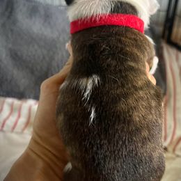 Staffordshire Bull Terrier Puppies from 1LoveStaffies-Hawaii