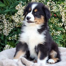 Jedi - Black tri male Miniature American Shepherd puppy in Kalama, Washington from Lone Pine Miniature American Shepherds