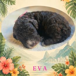 Girl 2 - Brown female Lagotto Romagnolo puppy in Salida, California from Harper's Lagotti