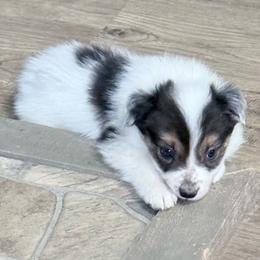 Ben - Black and white male Border Collie puppy in Guffey, Colorado from Sunset Ridge