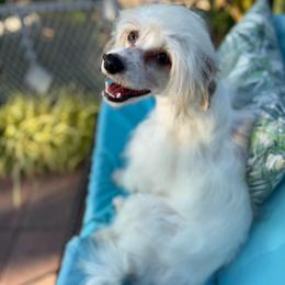 Clay - AKC - White and chocolate male Chinese Crested puppy in Rockwall (Dallas Area), Texas from Ridgelake Ranch Chinese Cresteds