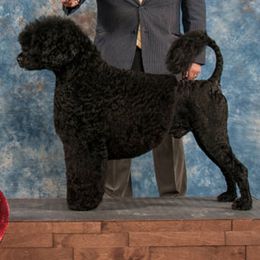 Portuguese Water Dogs from Aguas de Seda