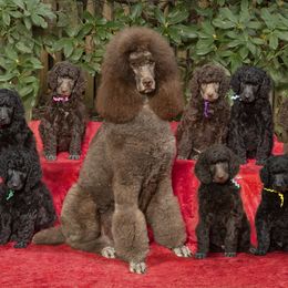 Poodle Puppies from Piccolo's Poodles