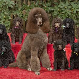 Poodle Puppies from Piccolo's Poodles