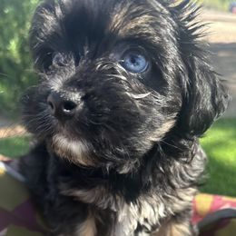 Sapphire - Black and tan female Havanese puppy in Arizona from HavaDoggie