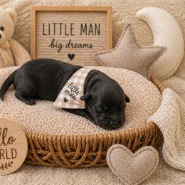 Jackson - Black male Goldendoodle puppy in Aurora, Illinois from Chicago Goldendoodles
