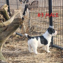 Mr. C - Black and white male English Springer Spaniel puppy in Craig, Nebraska from Fur & Feathers Kennel