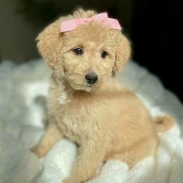 Piper - Apricot female Australian Labradoodle puppy in San Antonio, Texas from I Love U Back Labradoodles, LLC
