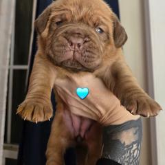 Aqua girl - Red female Dogue de Bordeaux puppy in Michigan from Boondocks Bordeaux