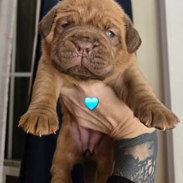 Aqua girl - Red female Dogue de Bordeaux puppy in Michigan from Boondocks Bordeaux