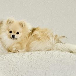 Buck - Pomeranian