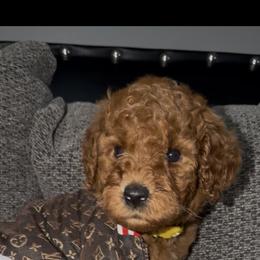 Female 1 - Red  female Poodle puppy in Jurupa Valley, California from gucci_bentleys_goldendoodles