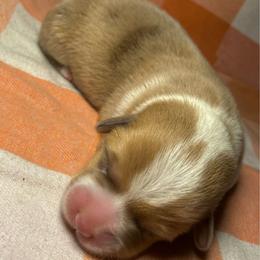 Cherry - White and red female Pembroke Welsh Corgi puppy in Saint George, South Carolina from Carolina cotton candy corgis