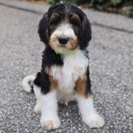 Green Band Boy - Tri-color male Labradoodle puppy in Plainfield, New Jersey from Caris Paws Poodles and Doodles