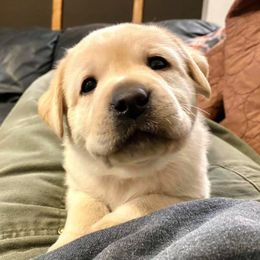 Labrador Retriever Puppies from Lonedove Kennels