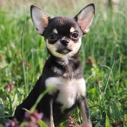 Homer - Black and tan Chihuahua puppy in Niagara County, New York from Coolballow Chihuahuas