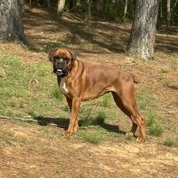 Karma - Boxer