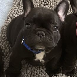 French Bulldog Puppies from Diamond Shores French Bulldogs