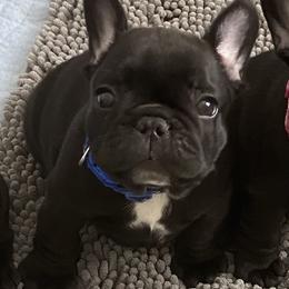 French Bulldog Puppies from Diamond Shores French Bulldogs
