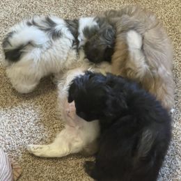 Anatolian Shepherd Dogs, Companion Crosses, Mal-Shis, Maltese, Maltipoos, and Pekingese from Millennium Falcon Kennels