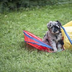 Bergamasco Sheepdog Puppies from Alp Angel Bergamascos