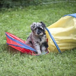 Bergamasco Sheepdog Puppies from Alp Angel Bergamascos