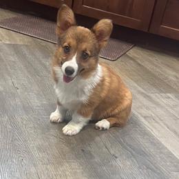 Zora - Sable female Pembroke Welsh Corgi puppy in Stockton, Iowa from Infinity Corgis