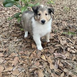 Turtle Dove - Sable and white female Collie puppy in Bamberg, South Carolina from Shakhor Ohr Collies and Pomeranians