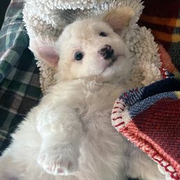 Bashful - Apricot female Aussiedoodle puppy in Springfield, Missouri from Doodle Dandy Bernedoodles & Aussiedoodles