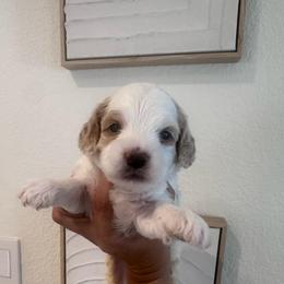 WhipCream - White female Cavapoo puppy in Sacramento County, California from Sac-Town Poodles and Doodles