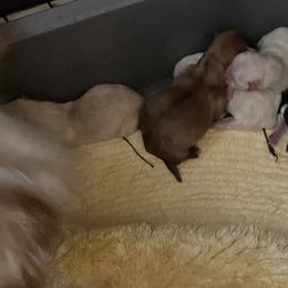 Cye - White male Morkie puppy in Taylorsville, North Carolina from Mountain Top Hot Tailz