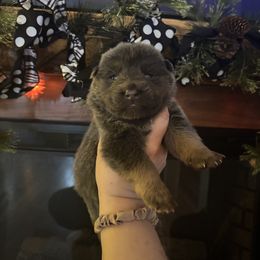 Bear - Blue male German Shepherd puppy in Watervliet, Michigan from M&M Shepherd Farms