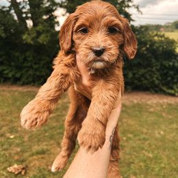 Hot Pink: - Red  female Goldendoodle puppy in Richmond, Kentucky from The Doting Doodle