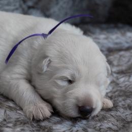 Purple Girl - White female Berger Blanc Suisse puppy in Ogden, Utah from Nordic Dreams White Shepherds