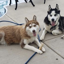 Pugs and Siberian Huskies from Happy Pugs & Huskies