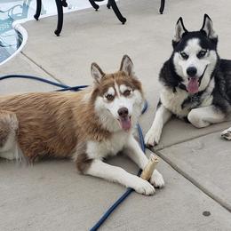 Pugs and Siberian Huskies from Happy Pugs & Huskies