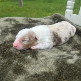 Girl 3 - Red merle female Australian Shepherd puppy in Washington, Oklahoma from Top Draft Genetics