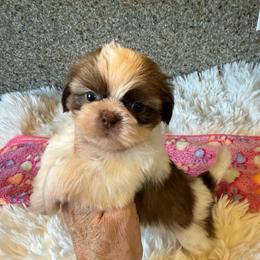 AKC - Winnie Champion Bloodline - Red and white female Shih Tzu puppy in Long Beach, California from Prieto Shih-Tzu's