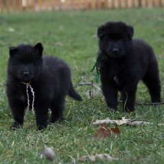 Belgian Sheepdogs and Shetland Sheepdogs from Indigo Hill Belgians & Shetland Sheepdogs