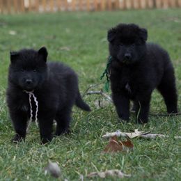 Belgian Sheepdogs and Shetland Sheepdogs from Indigo Hill Belgians & Shetland Sheepdogs
