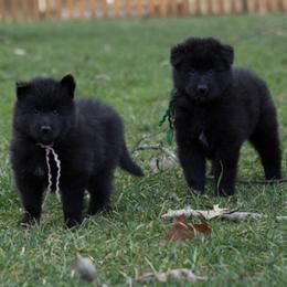Belgian Sheepdogs and Shetland Sheepdogs from Indigo Hill Belgians & Shetland Sheepdogs