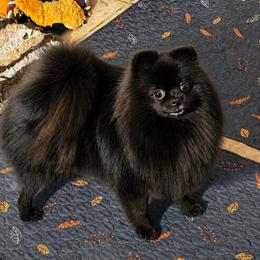 Secret - Pomeranian